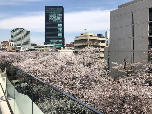スターバックス リザーブロースタリー2回から見た目黒川の桜