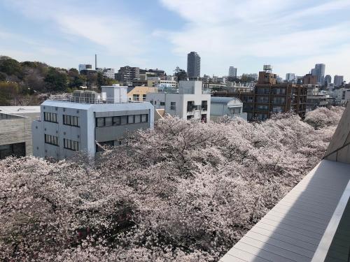 スターバックス リザーブロースタリー3階バルコニーから見た目黒川の満開の桜