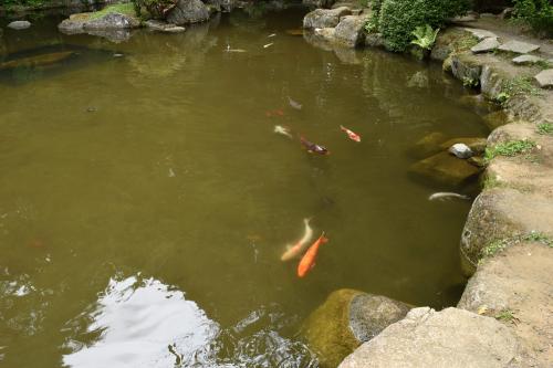 香取神宮　池の鯉